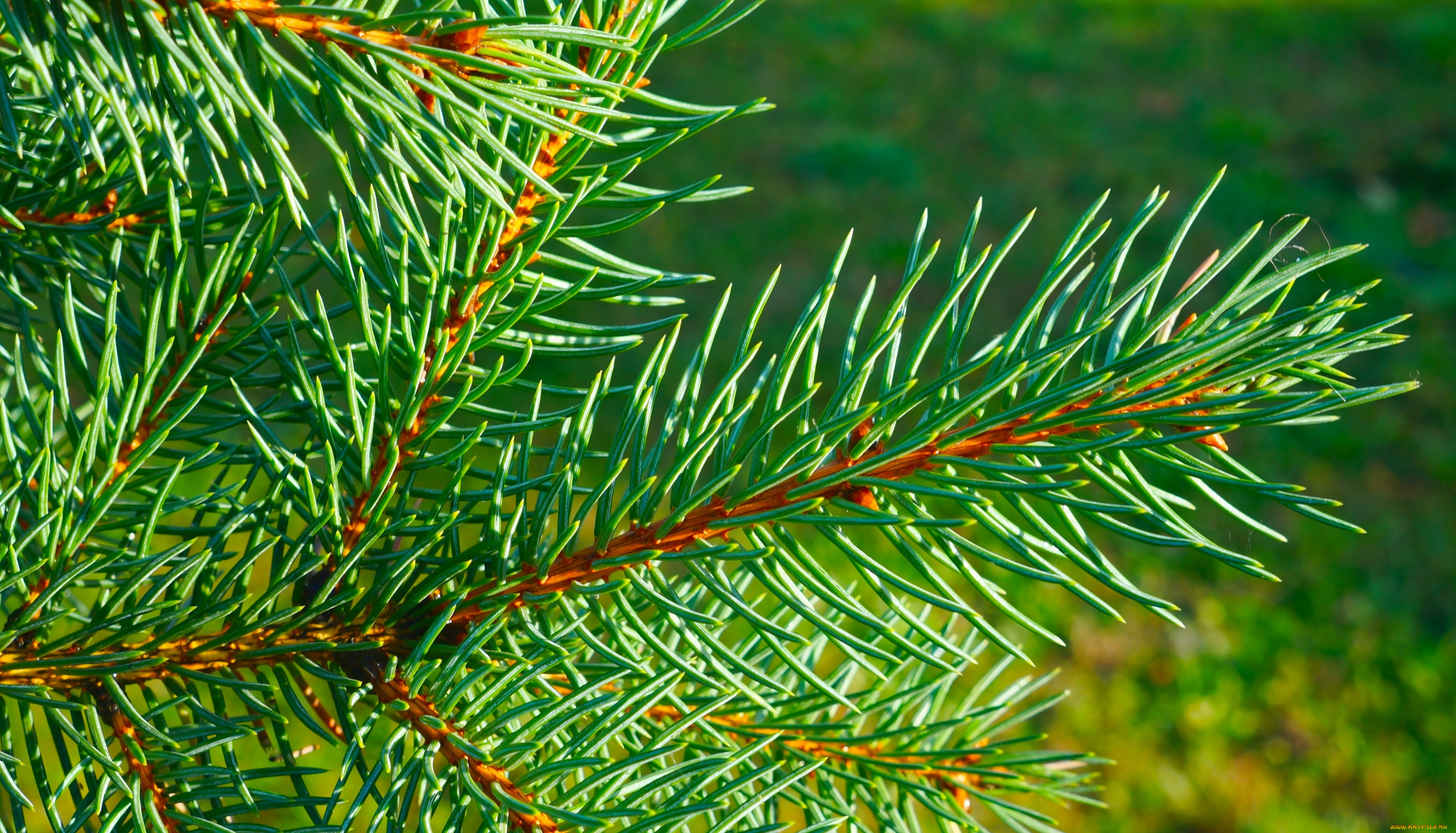 , , green, tree, spruce, twig